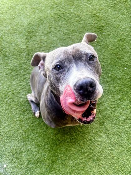 Quartz, Adoptable, Adult Female Pit Bull Terrier & Mixed Breed.