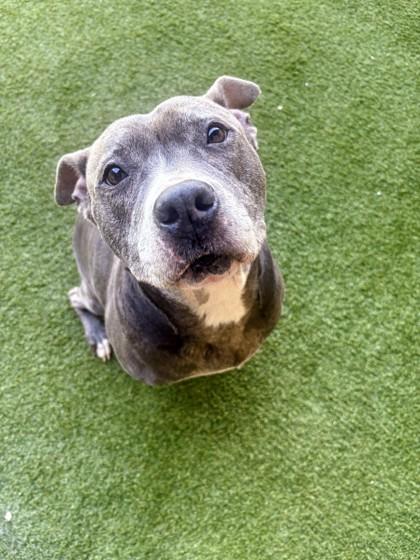 Enlarge Quartz, a Adoptable mixed breed in Independence, MO image 2/2