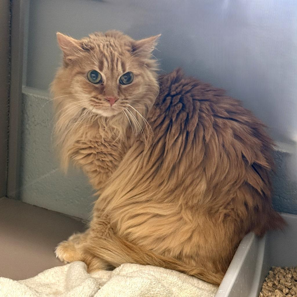 Callie, a Adoptable mixed breed in Brenham, TX image 2/2