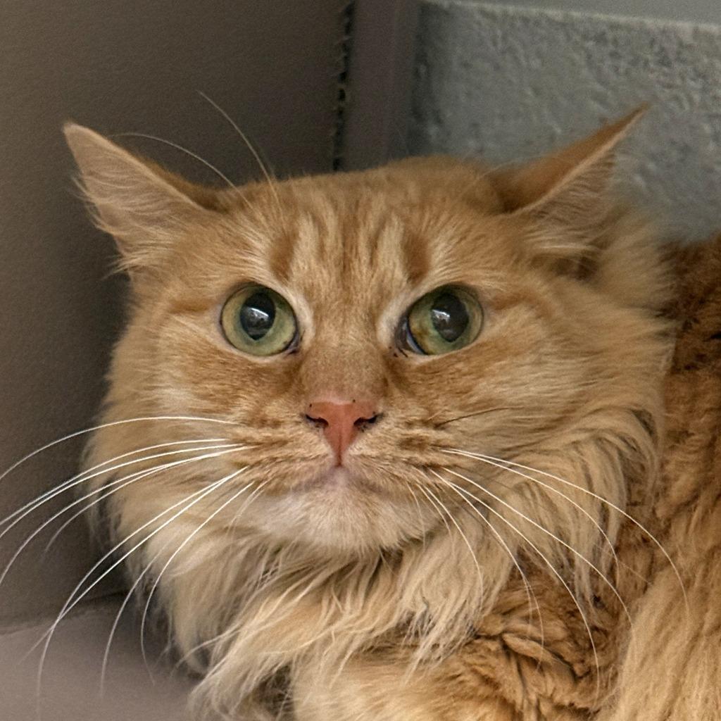 Callie, Adoptable, Adult Female Domestic Long Hair.