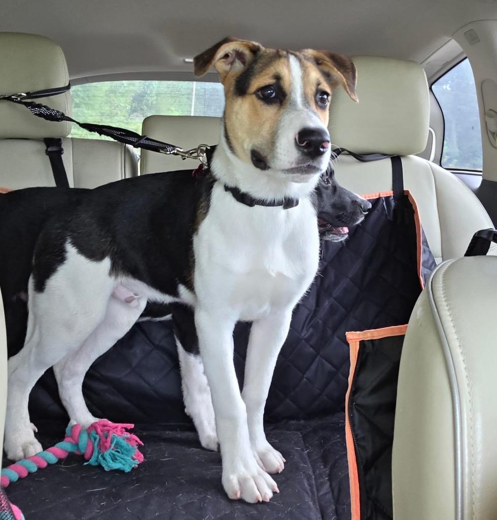 Dutch, a Adoptable mixed breed in CONROE, TX image 4/6