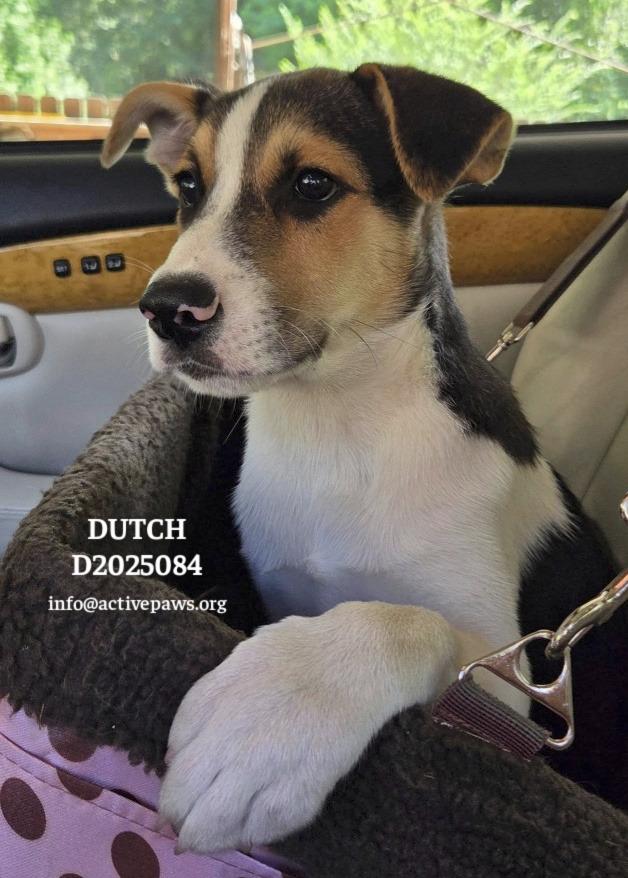 Dutch, a Adoptable mixed breed in CONROE, TX image 3/6