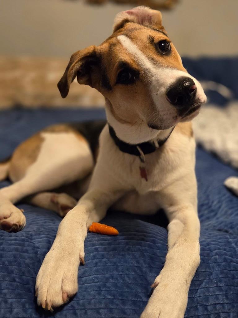 Dutch, a Adoptable mixed breed in CONROE, TX image 5/6