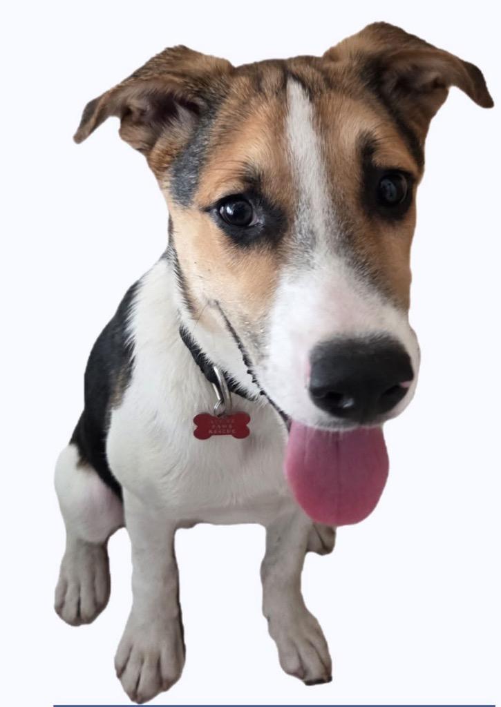 Dutch, a Adoptable mixed breed in CONROE, TX image 6/6