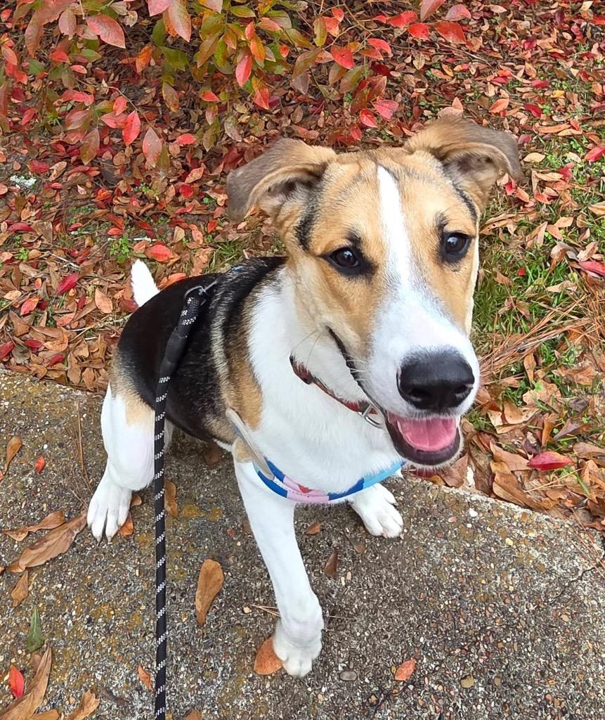 Dutch, a Adoptable mixed breed in CONROE, TX image 1/6