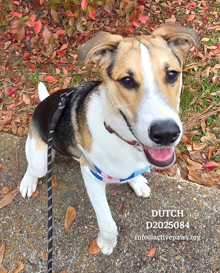 Dutch, Adoptable, Young Male Mixed Breed.