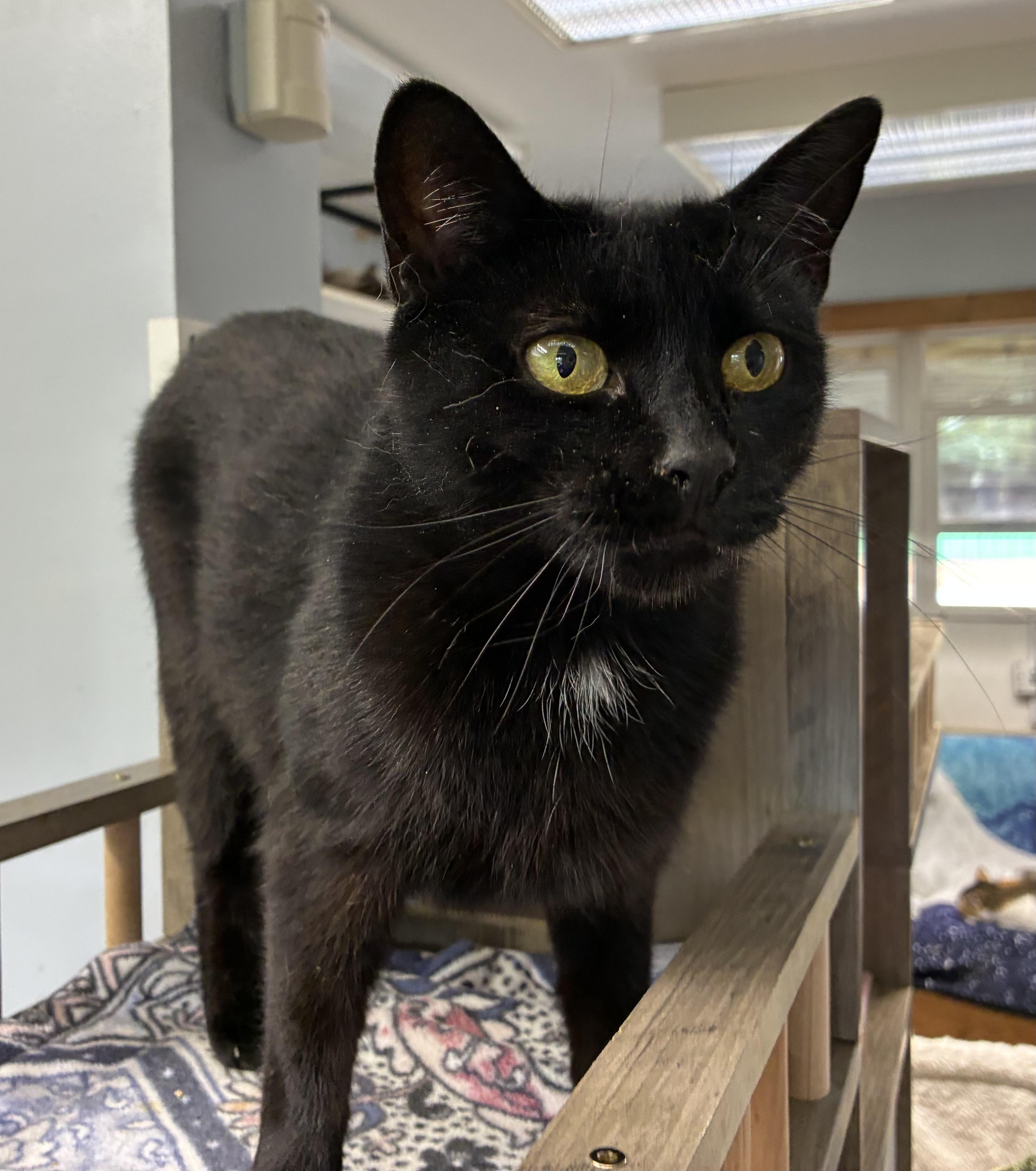 Crayon, a Adoptable Domestic Short Hair in Breinigsville, PA image 2/4