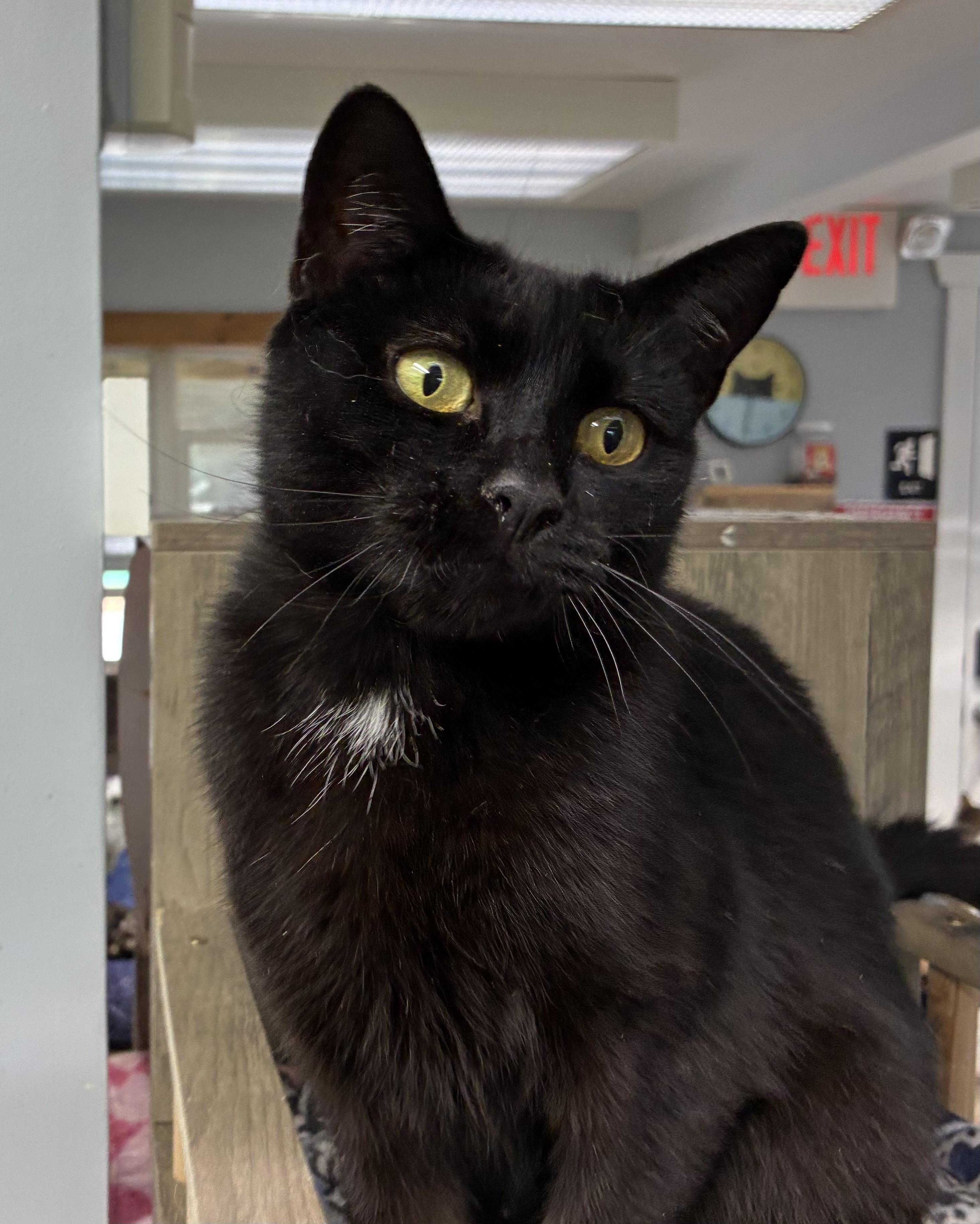 Crayon, a Adoptable Domestic Short Hair in Breinigsville, PA image 4/4