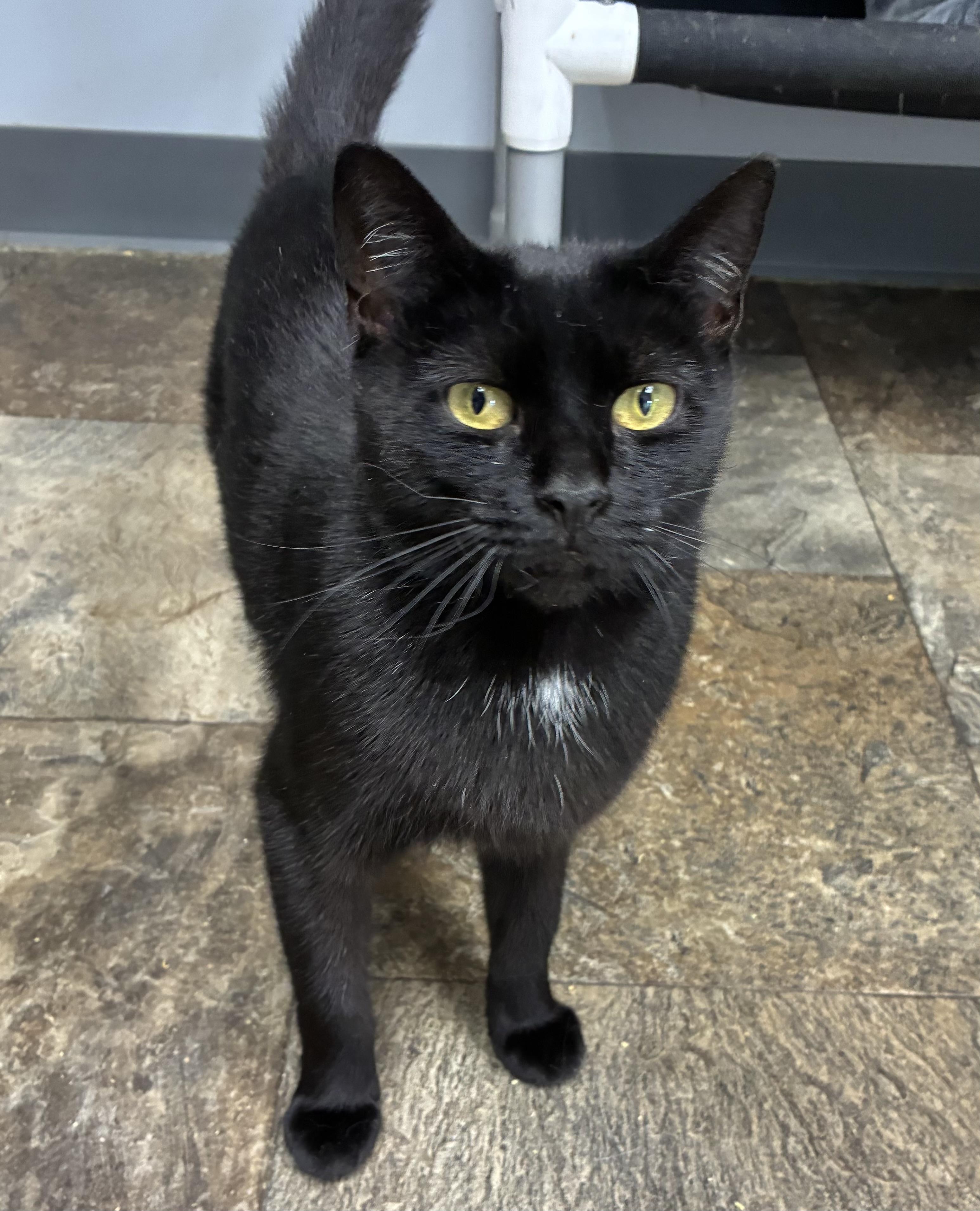 Crayon, a Adoptable Domestic Short Hair in Breinigsville, PA image 1/4