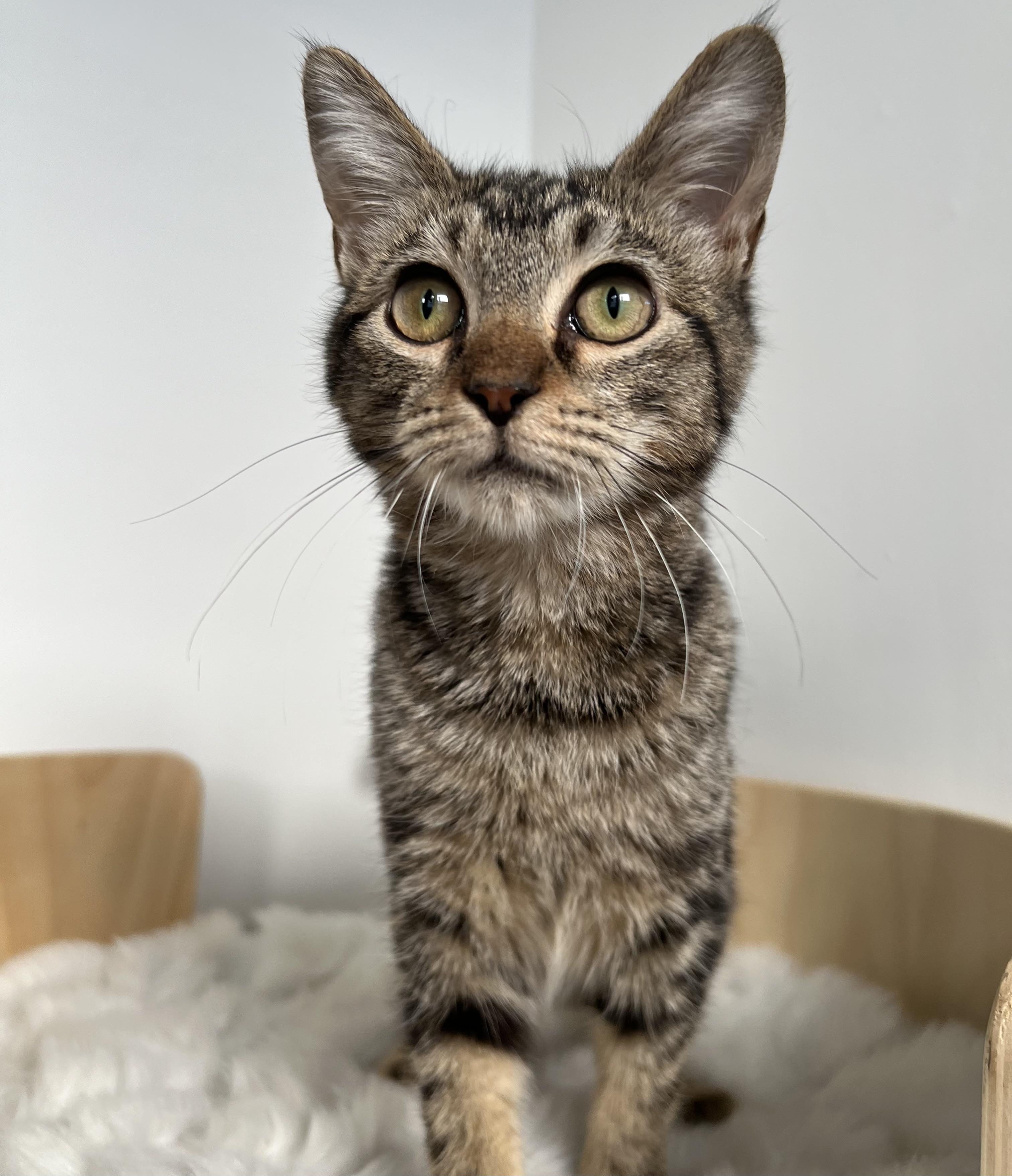 Marlo, Adopted, Kitten Female Domestic Medium Hair & Tabby.