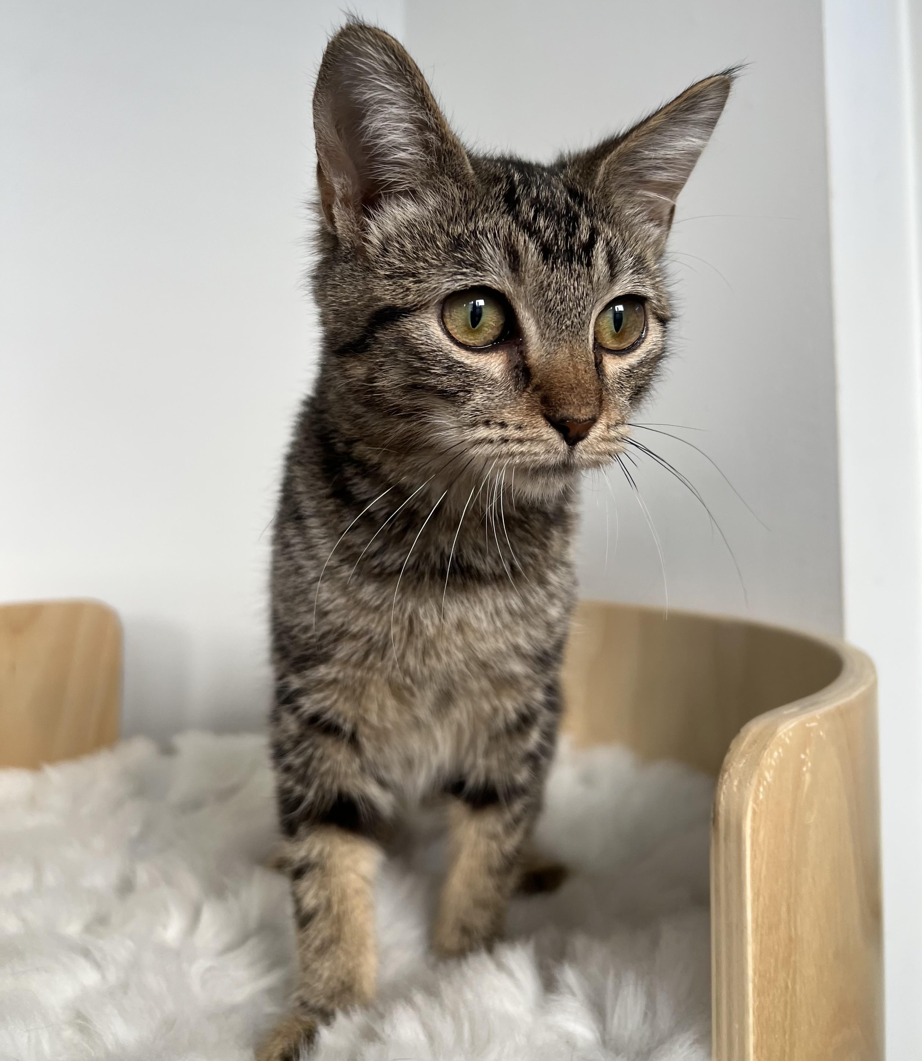 Enlarge Marlo, a Adopted mixed breed in Nyack, NY image 2/4