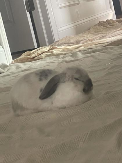 Melvin, Adoptable, Adult Male American & American.