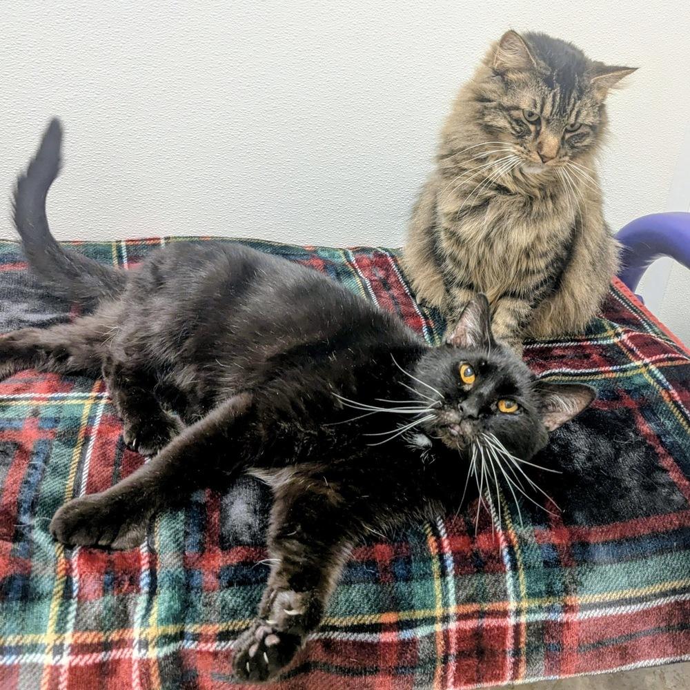 Odie (bonded to Chester) — thumbnail 2