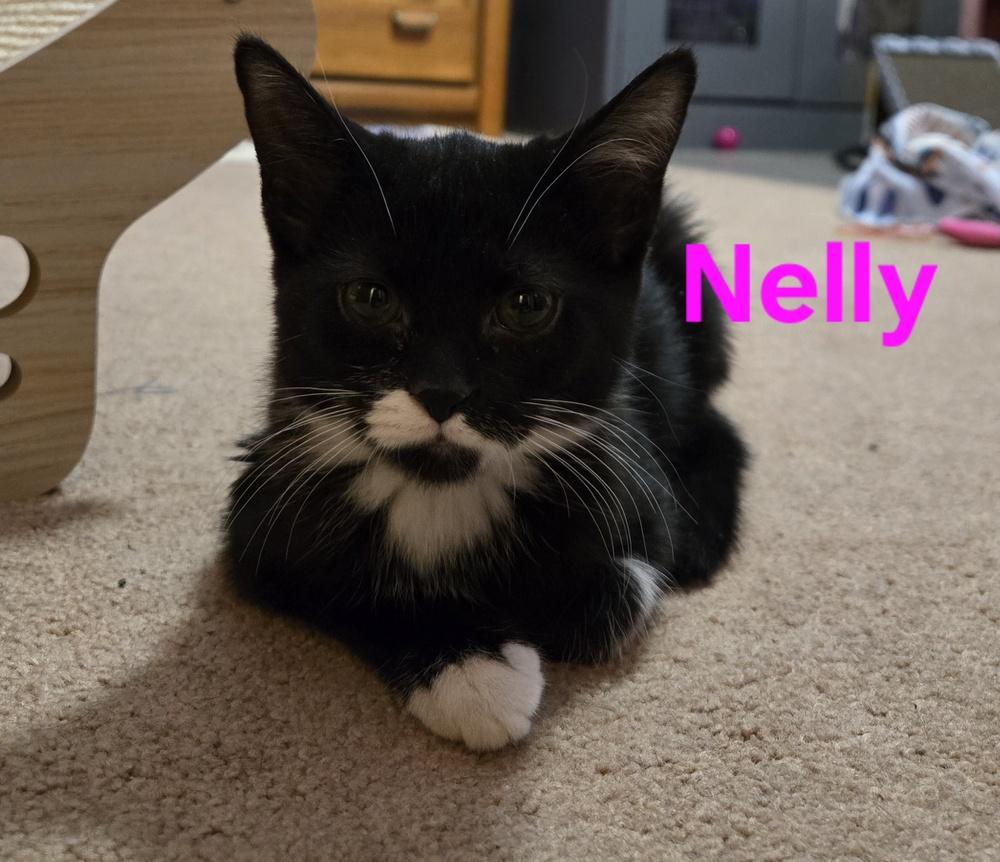 Nelly, a Adoptable mixed breed in Union Grove, WI image 1/4