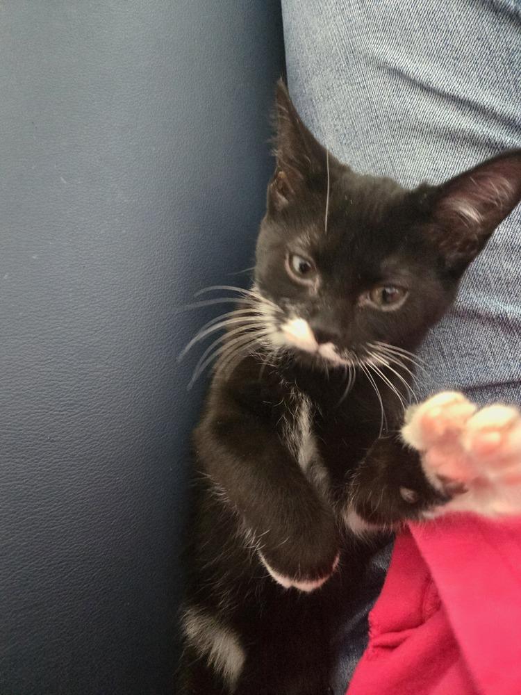 Nelly, a Adoptable mixed breed in Union Grove, WI image 2/4