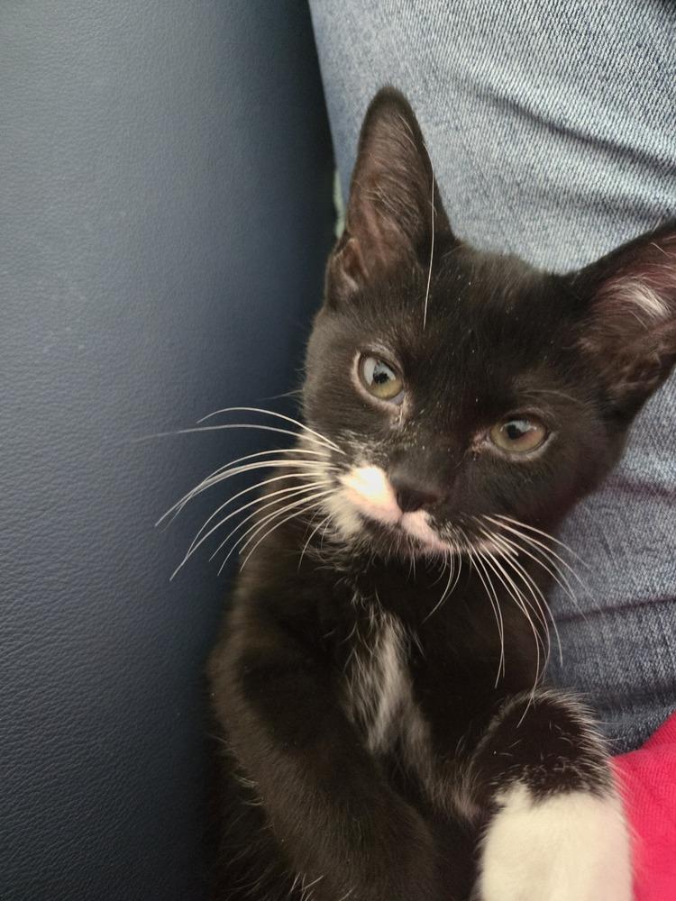 Nelly, a Adoptable mixed breed in Union Grove, WI image 4/4