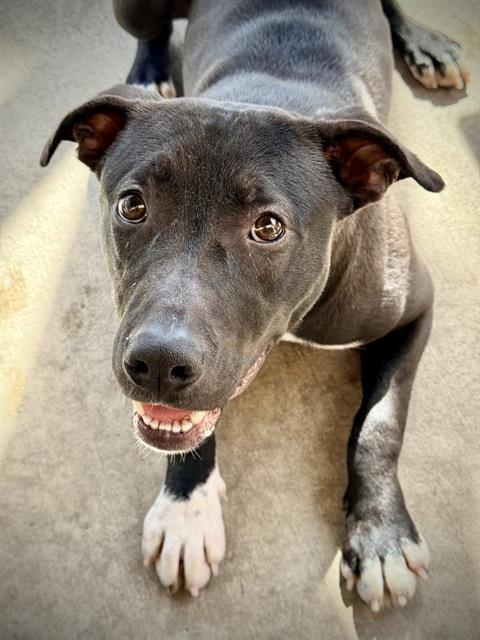 GATOR, Adoptable, Young Male American Staffordshire Terrier.