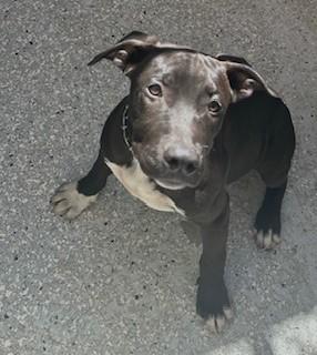 GATOR, Adoptable, Young Male American Staffordshire Terrier.