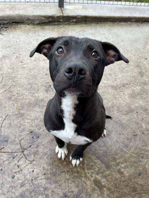 Enlarge GATOR, a Adoptable American Staffordshire Terrier in Lodi, CA image 1/1