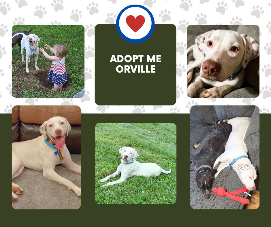 Orville (PA), ADOPTABLE, Young Male English Pointer.