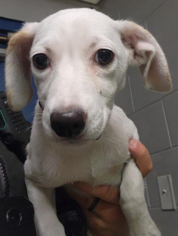 349-25 Shelby (indian collar)