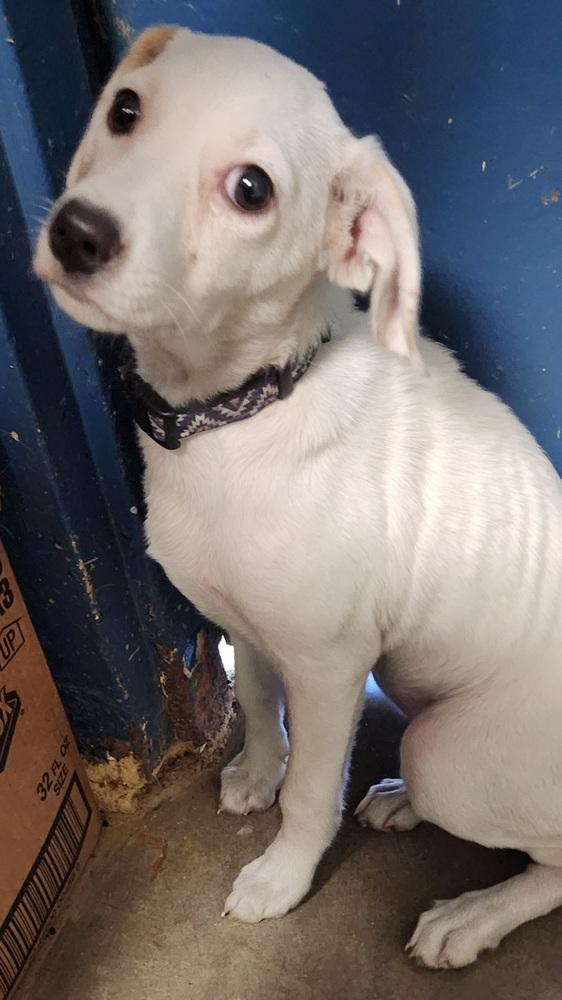 349-25 Shelby (indian collar)