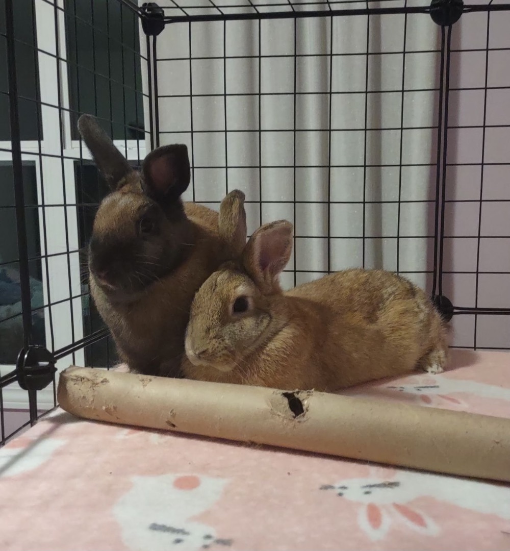 Carmel & Bugsy