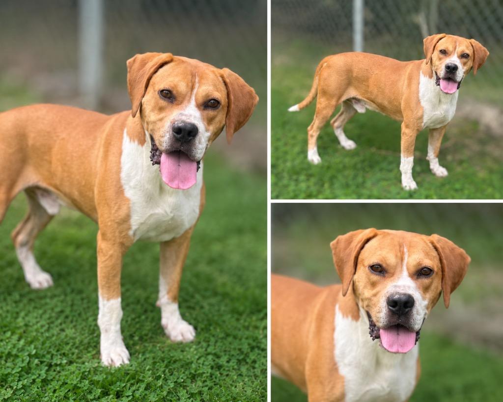 Enlarge Nugget, a Adoptable mixed breed in Russellville, KY image 1/1
