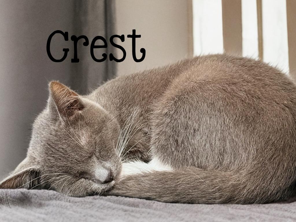 Enlarge Crest...picture me on your lap, a Adoptable mixed breed in Murfreesboro, TN image 2/4