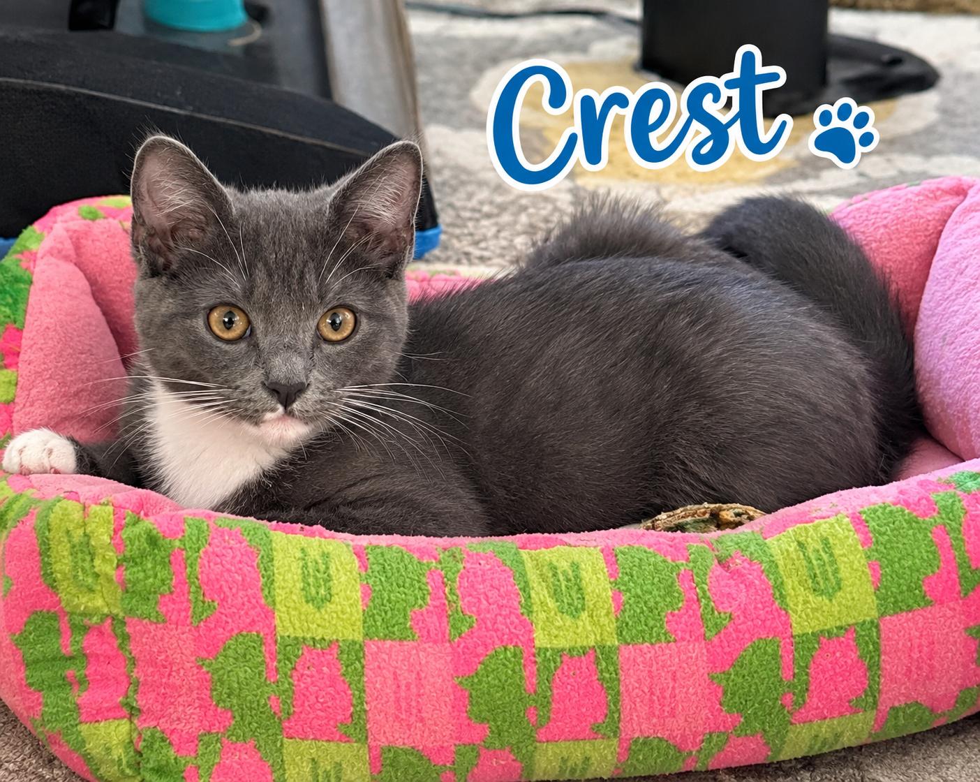Enlarge Crest...picture me on your lap, a Adoptable mixed breed in Murfreesboro, TN image 1/4