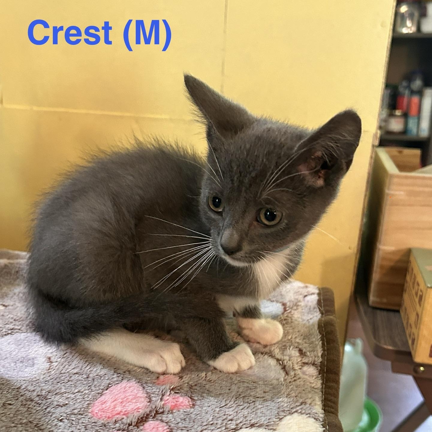 Enlarge Crest...picture me on your lap, a Adoptable mixed breed in Murfreesboro, TN image 3/4