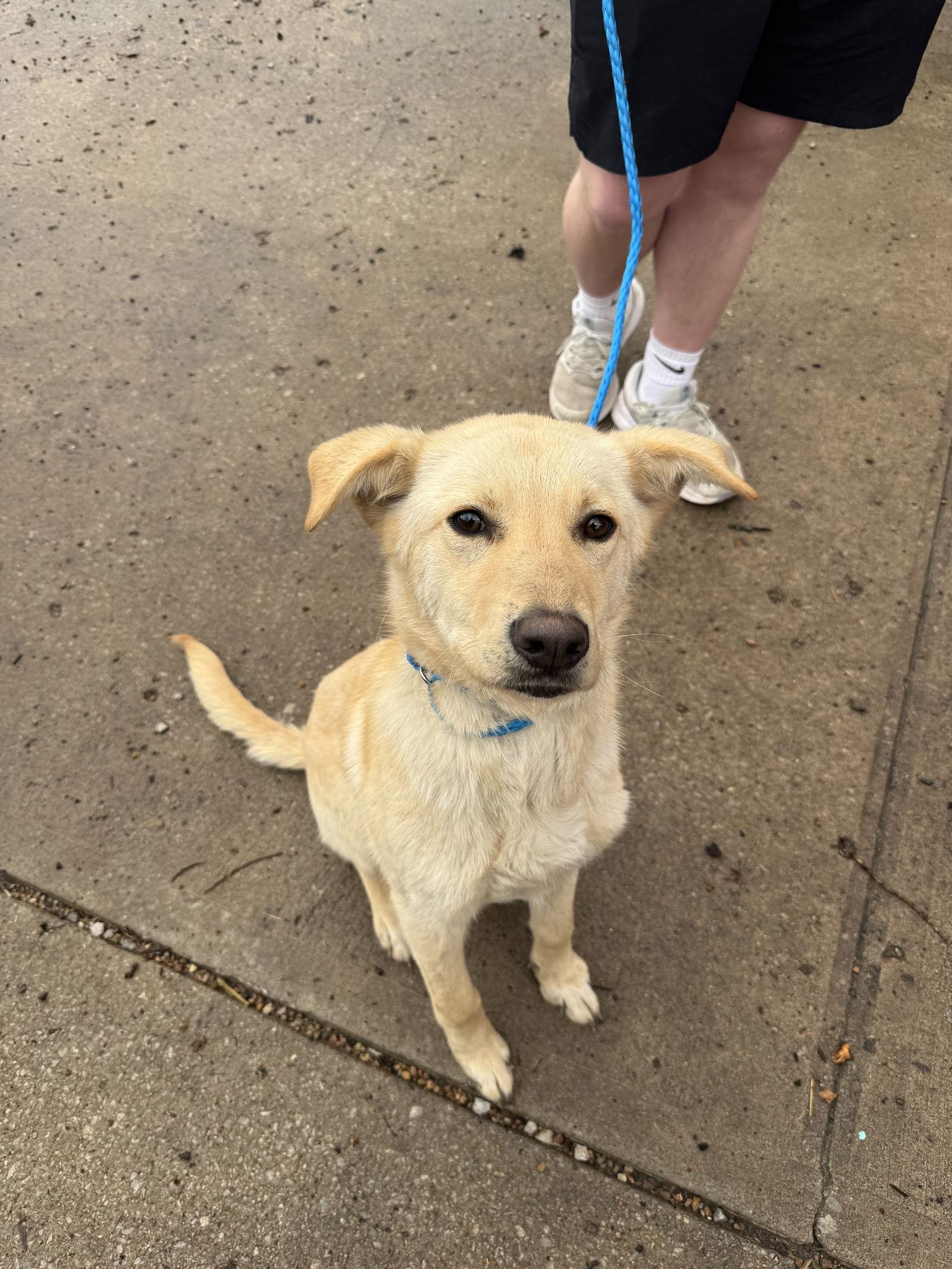 Annabella, Adopted, Young Female Labrador Retriever & Great Pyrenees.