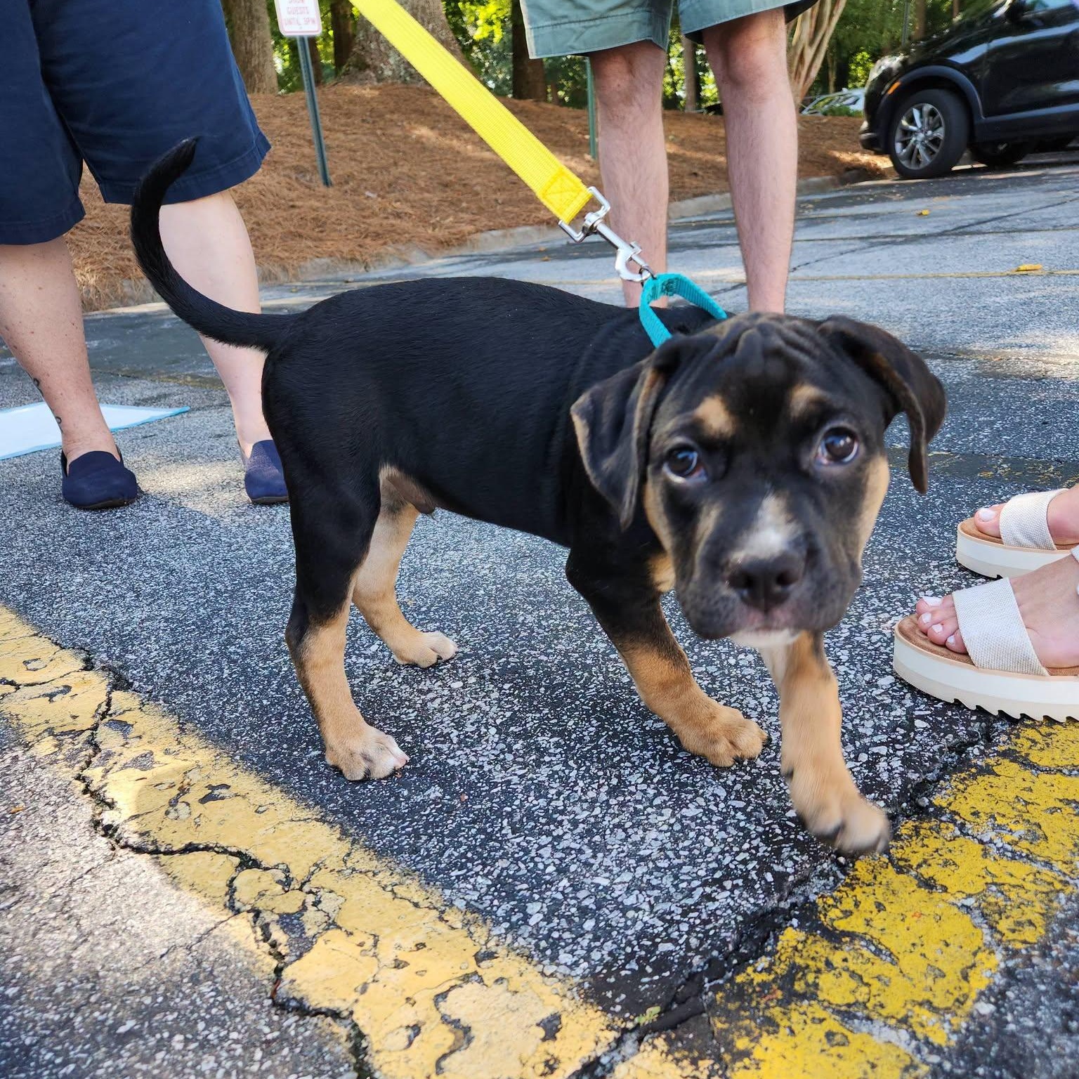 Thomas Jefferson, ADOPTABLE, Puppy Male Mixed Breed.