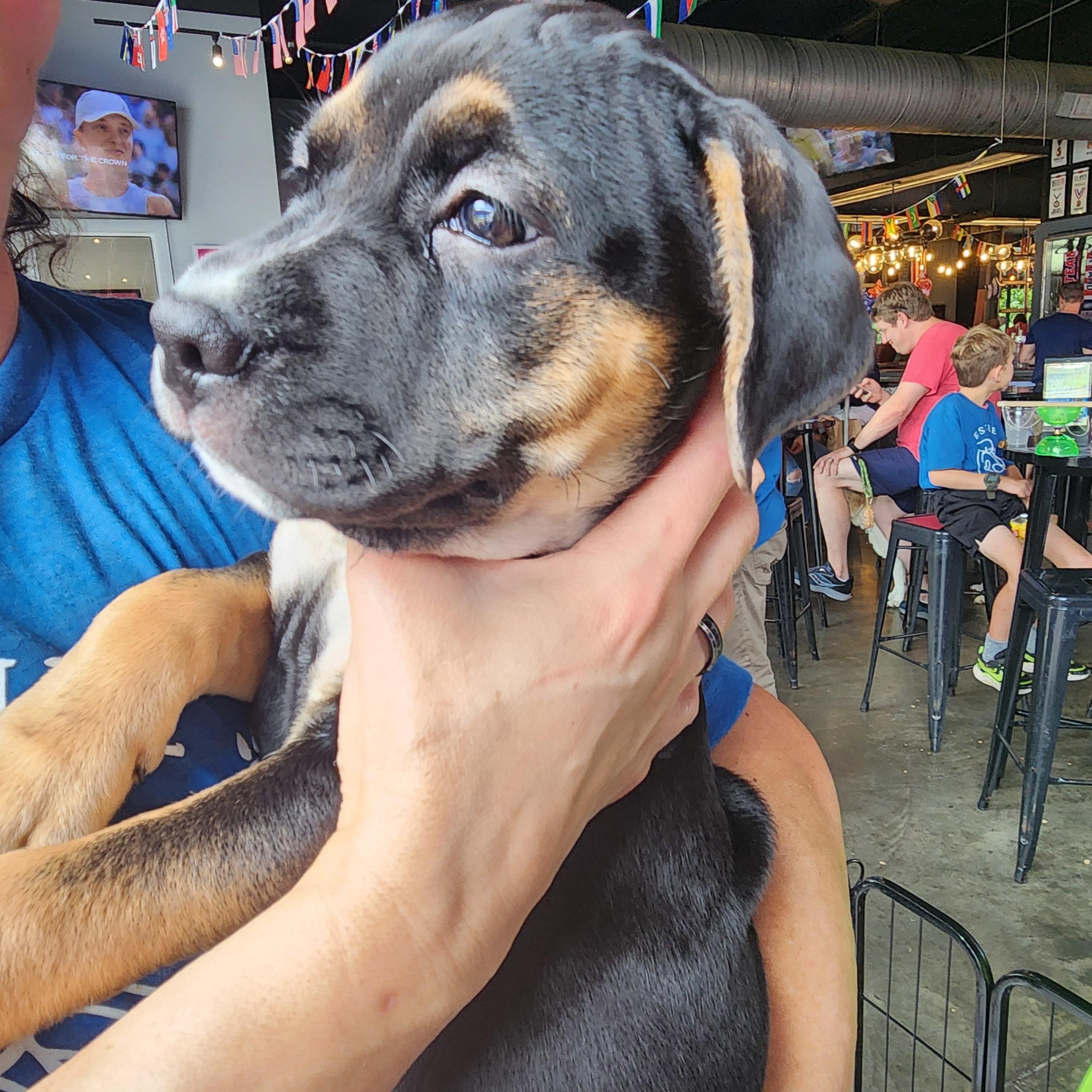 Enlarge Thomas Jefferson, a ADOPTABLE mixed breed in Buford, GA image 4/6