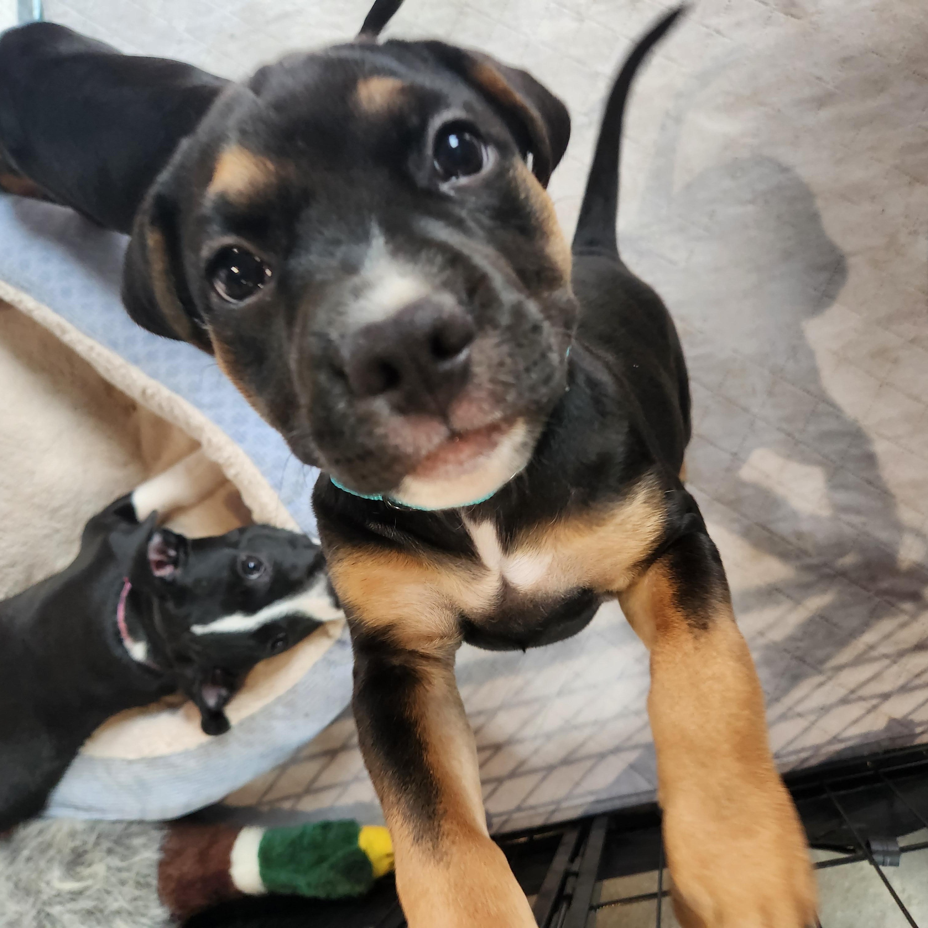 Enlarge Thomas Jefferson, a ADOPTABLE mixed breed in Buford, GA image 3/6