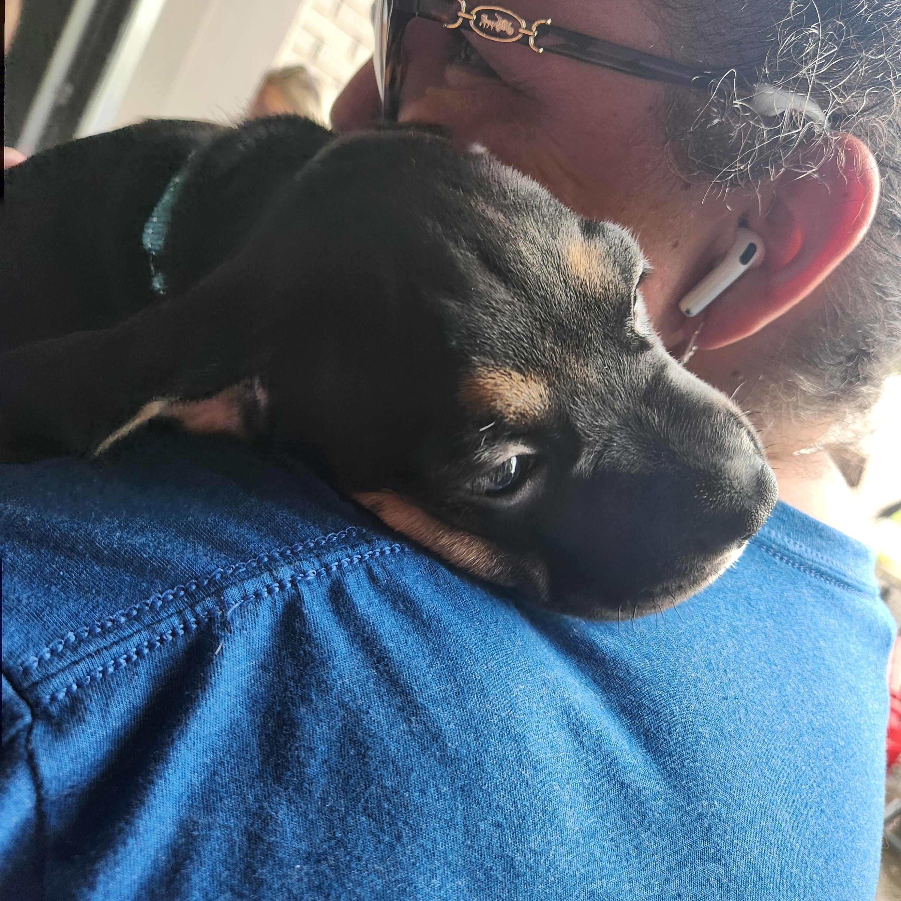 Enlarge Thomas Jefferson, a ADOPTABLE mixed breed in Buford, GA image 6/6
