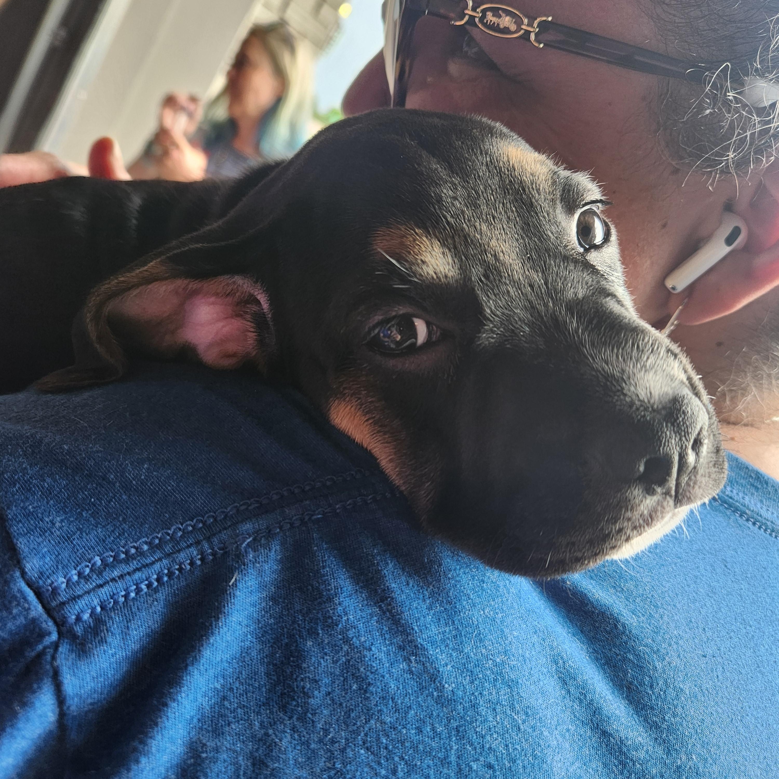 Enlarge Thomas Jefferson, a ADOPTABLE mixed breed in Buford, GA image 5/6