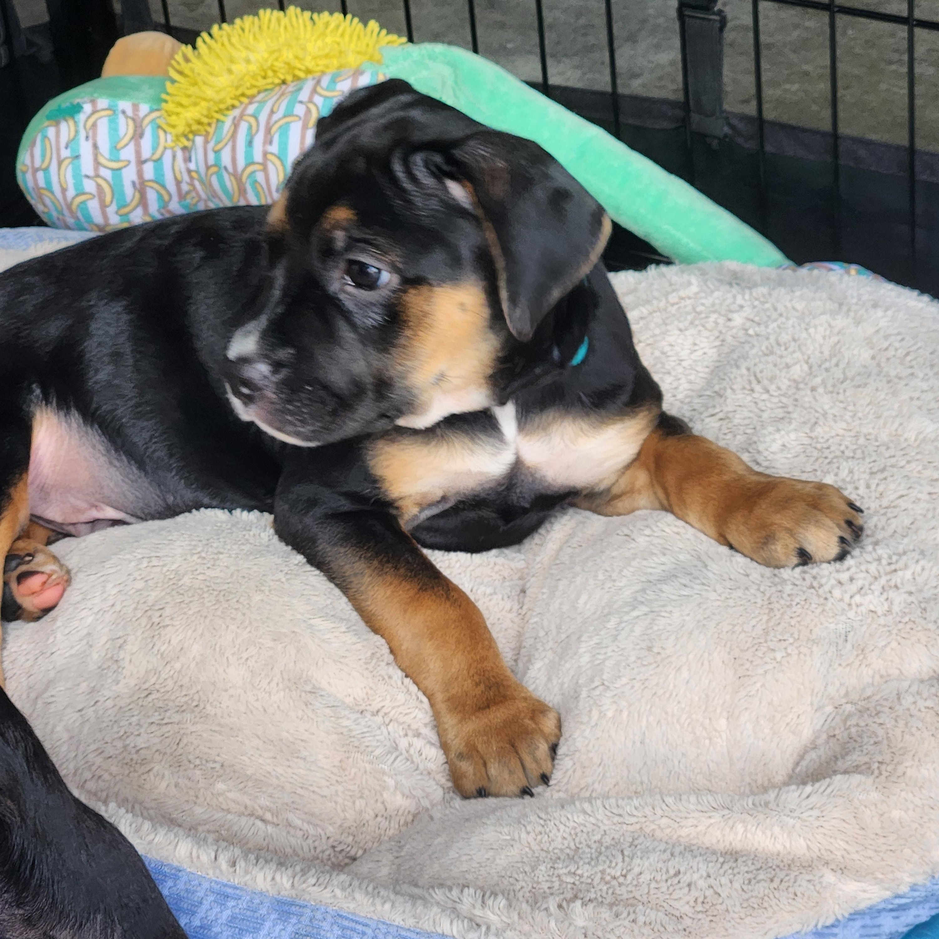 Enlarge Thomas Jefferson, a ADOPTABLE mixed breed in Buford, GA image 2/6
