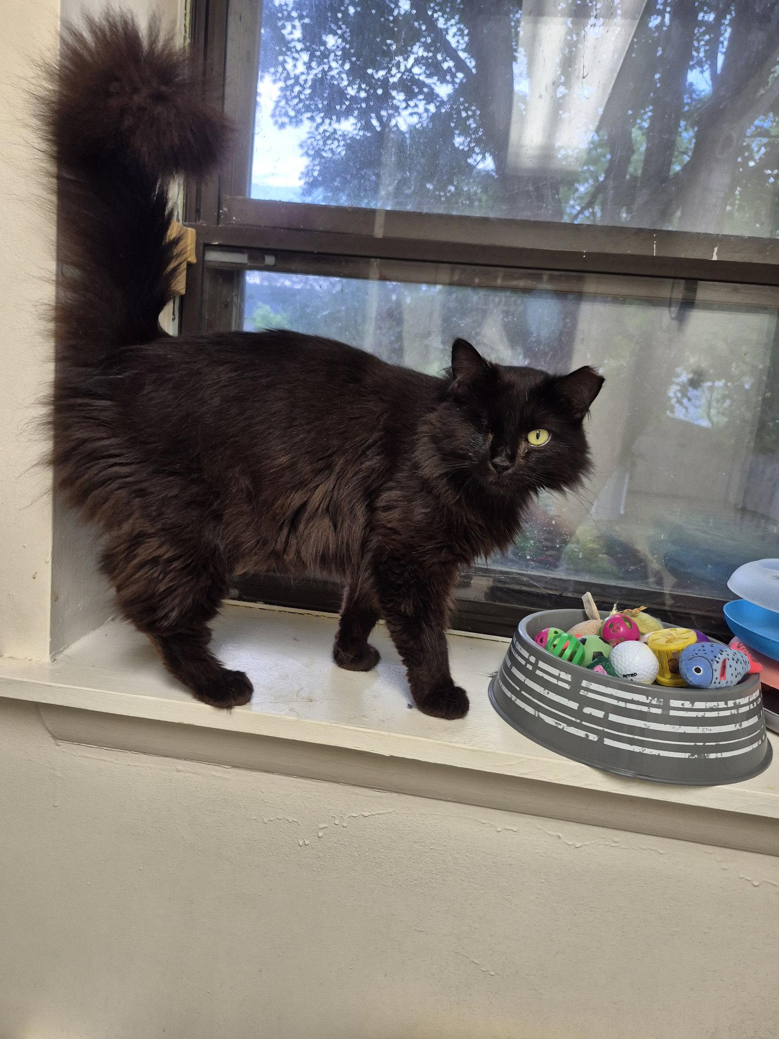 Oasis, Adopted, Adult Female Domestic Long Hair.