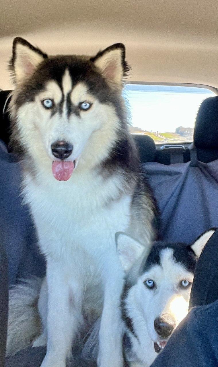 Enlarge Dawson *Foster Needed*, a Adopted Siberian Husky in Carrollton, TX image 1/1