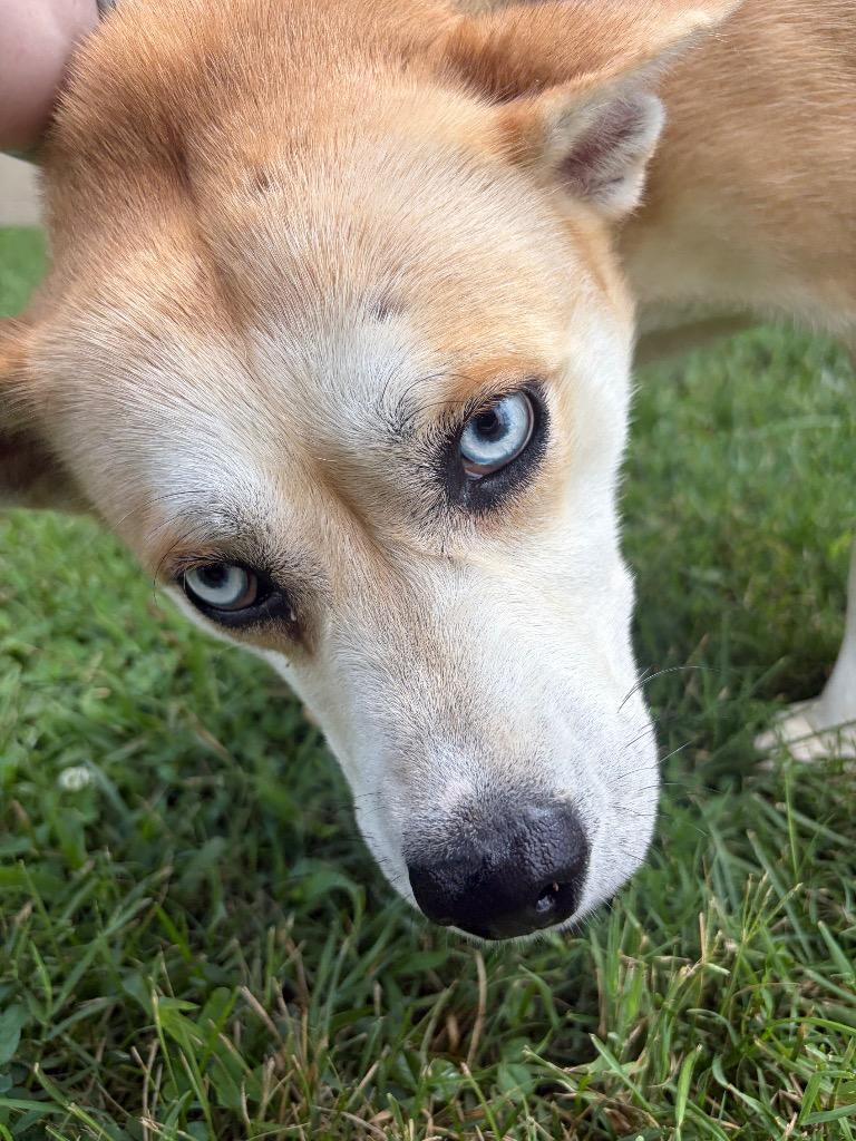 Mila, Adoptable, Young Female Mixed Breed.