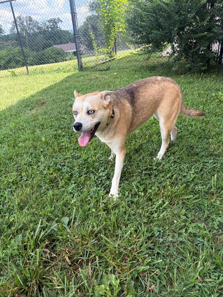 Enlarge Mila, a Adoptable mixed breed in Gallatin, TN image 2/3