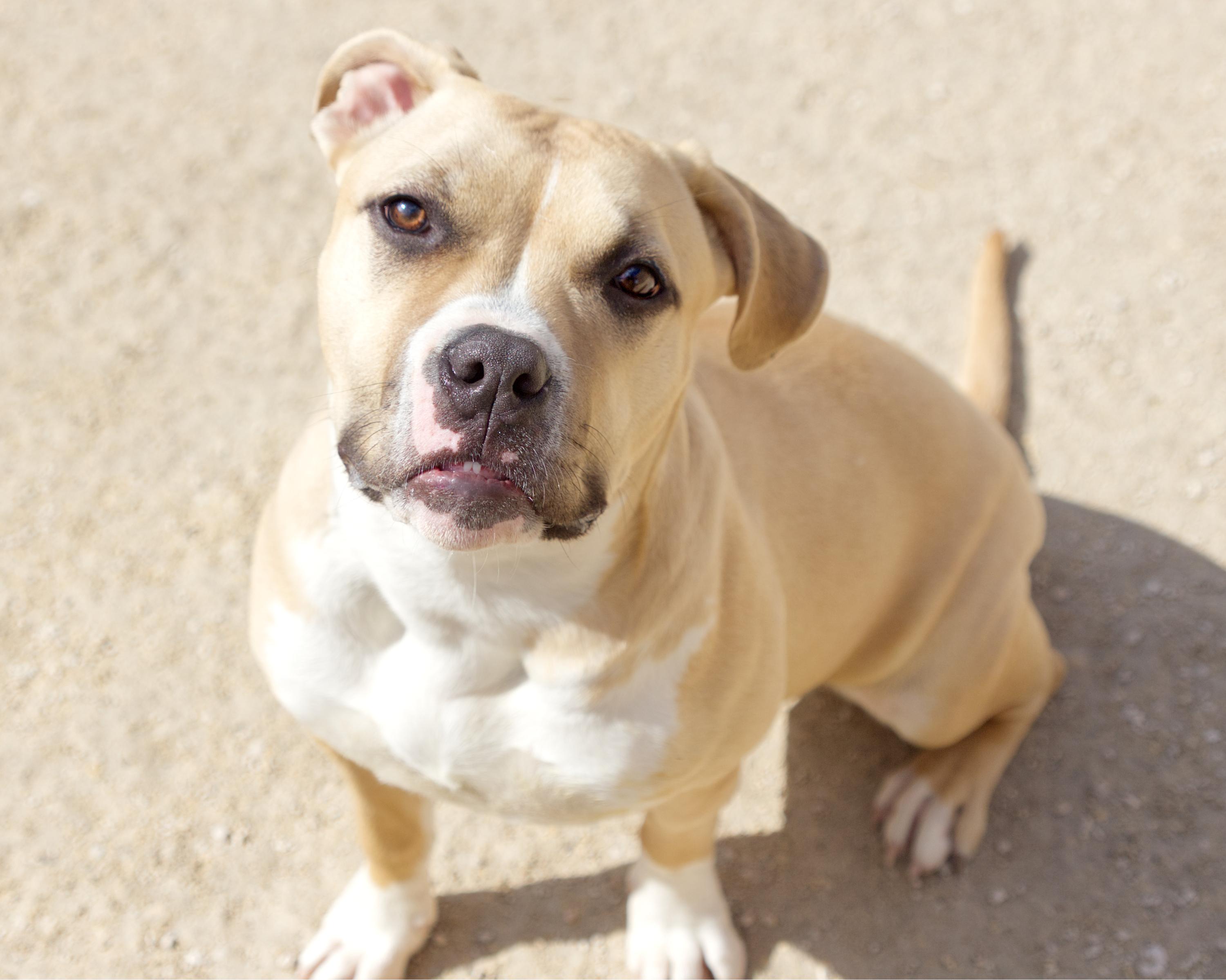 Enlarge Estelle, an adoptable mixed breed in Winnipeg, MB image 3/3