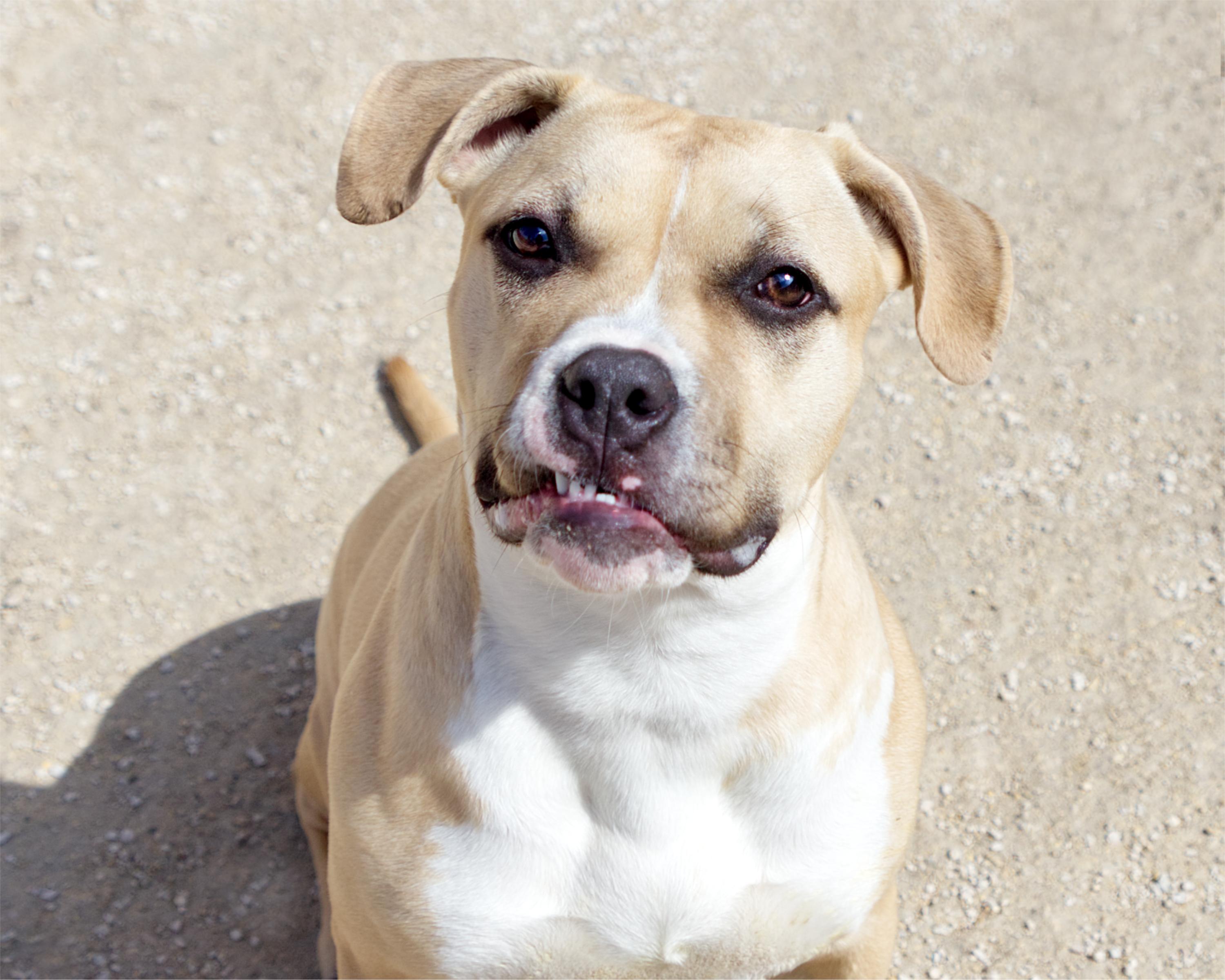 Estelle, adoptable, Adult Female English Bulldog.