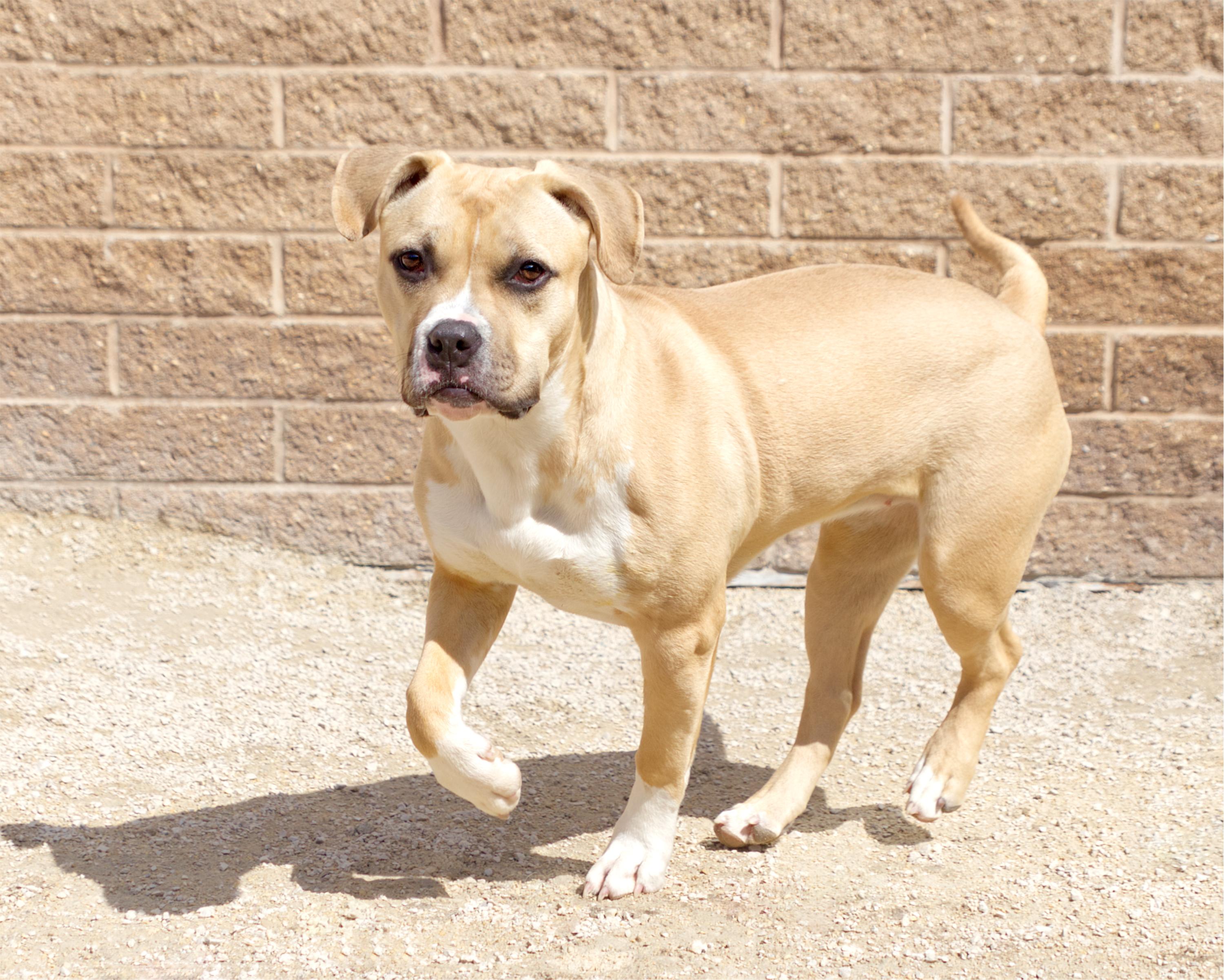 Enlarge Estelle, an adoptable mixed breed in Winnipeg, MB image 2/3