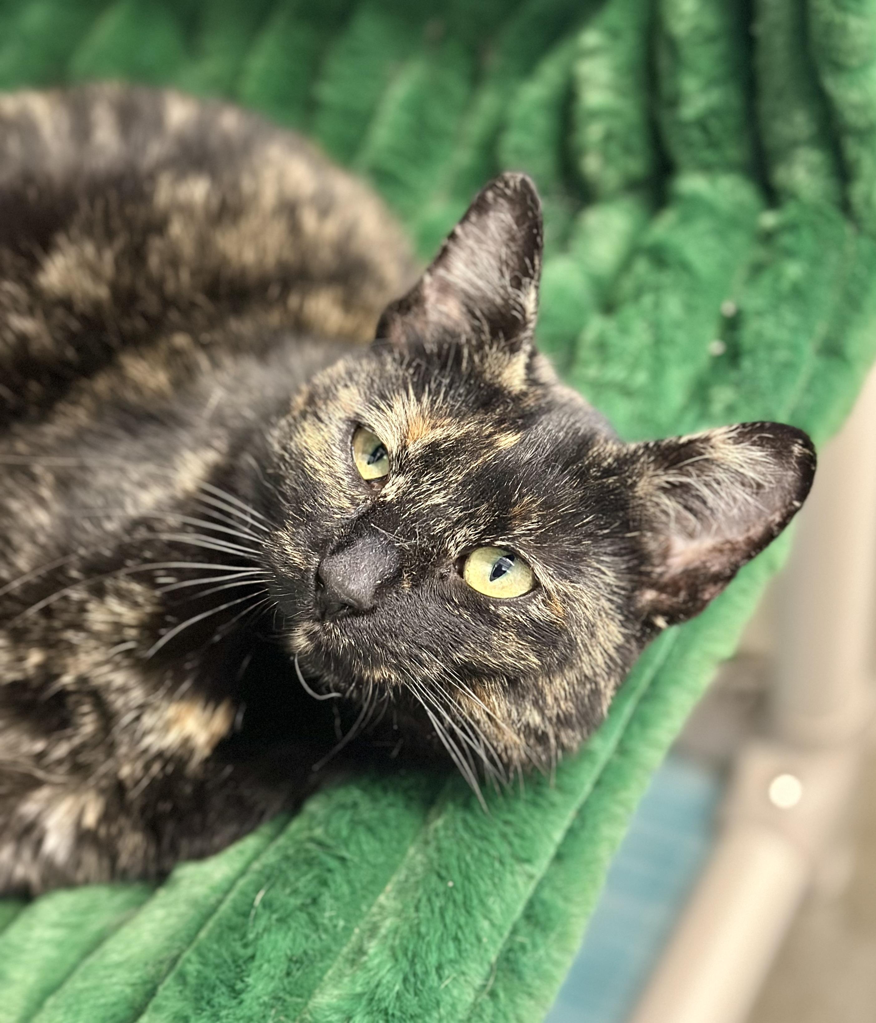 Tootsie, adopted, Adult Female Domestic Short Hair.