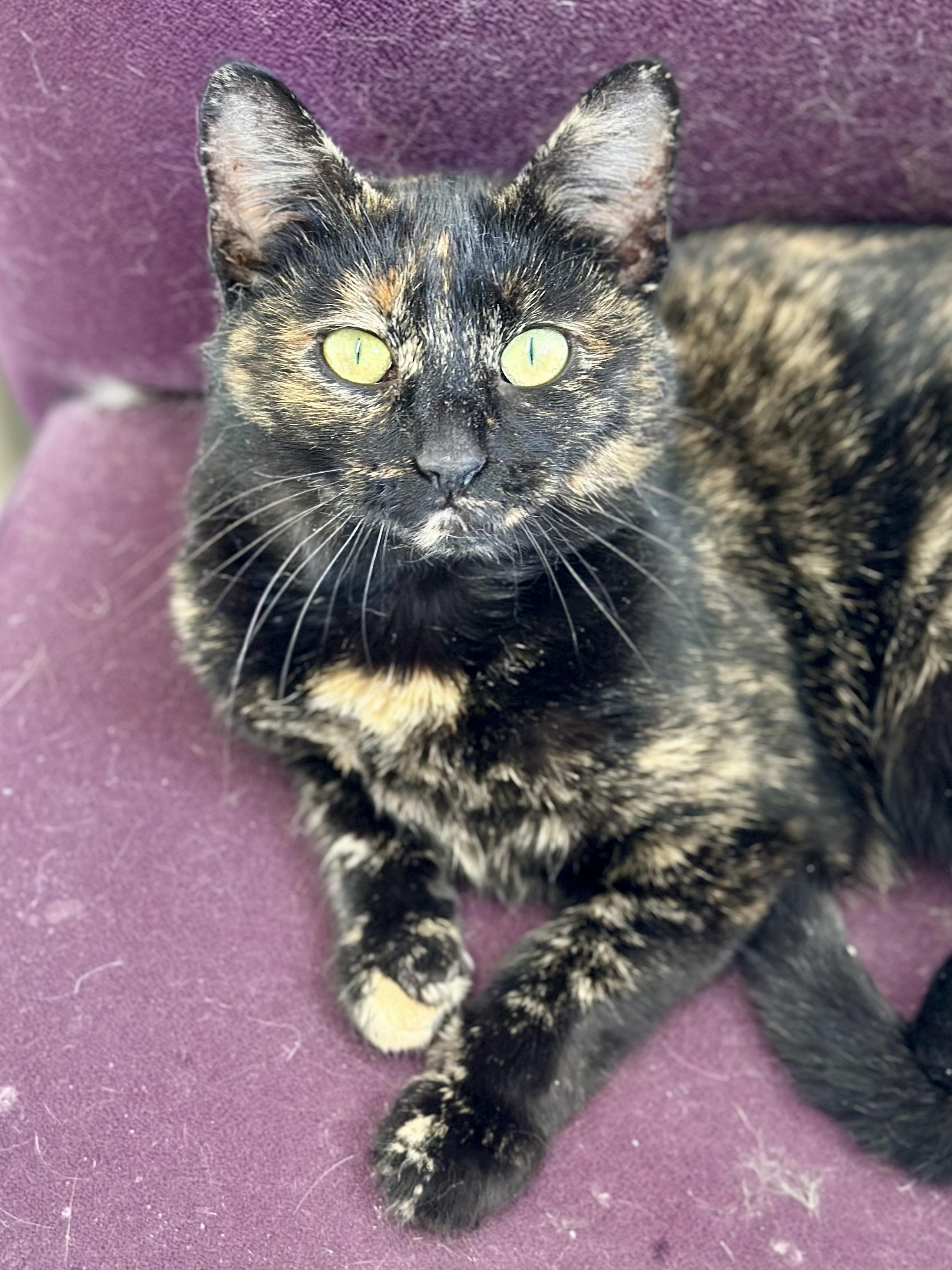 Tootsie, an adopted Domestic Short Hair in Faribault, MN image 2/2