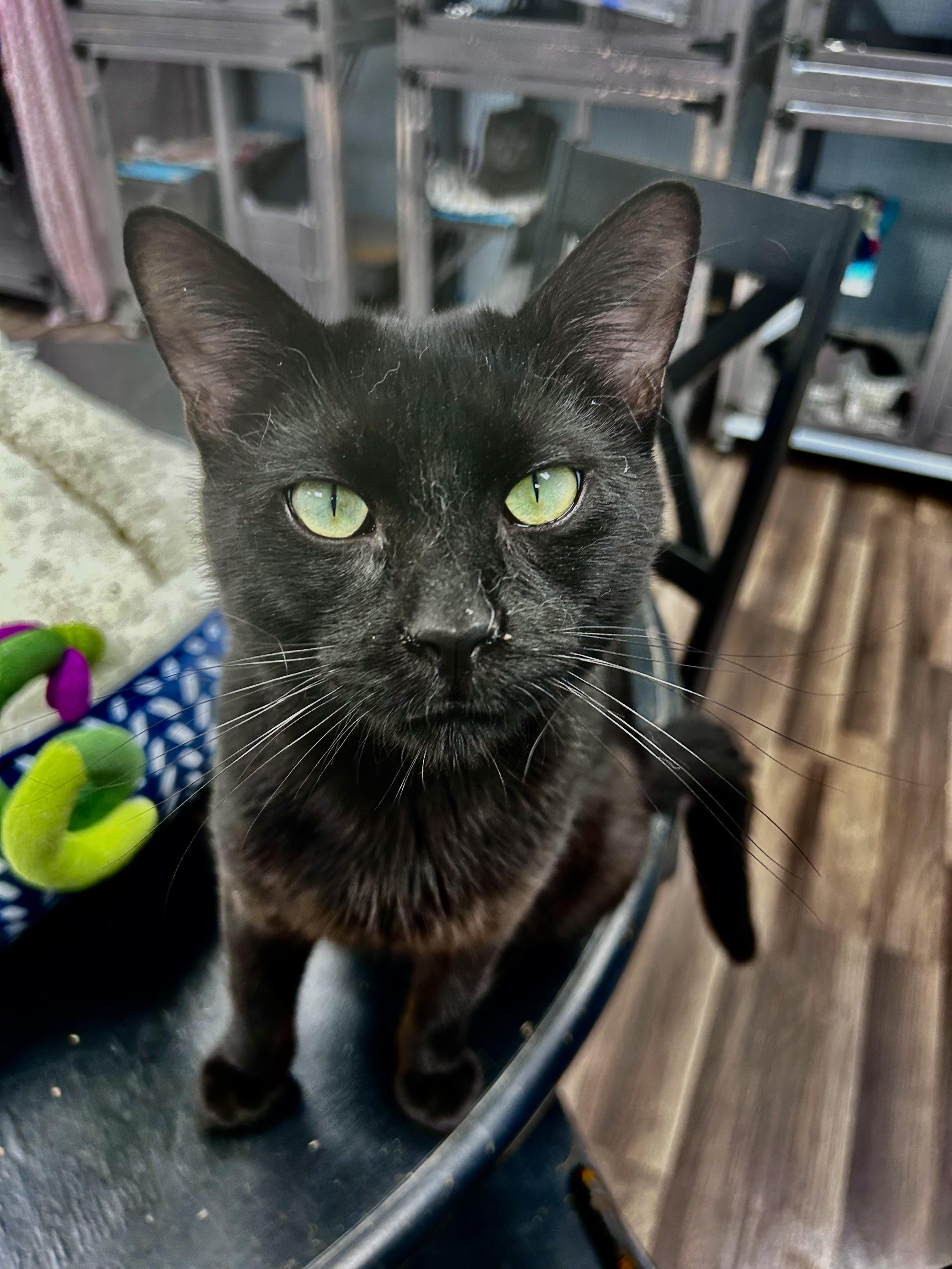 Enlarge Sherman, a ADOPTABLE Domestic Short Hair in Grand Rapids, MI image 2/6