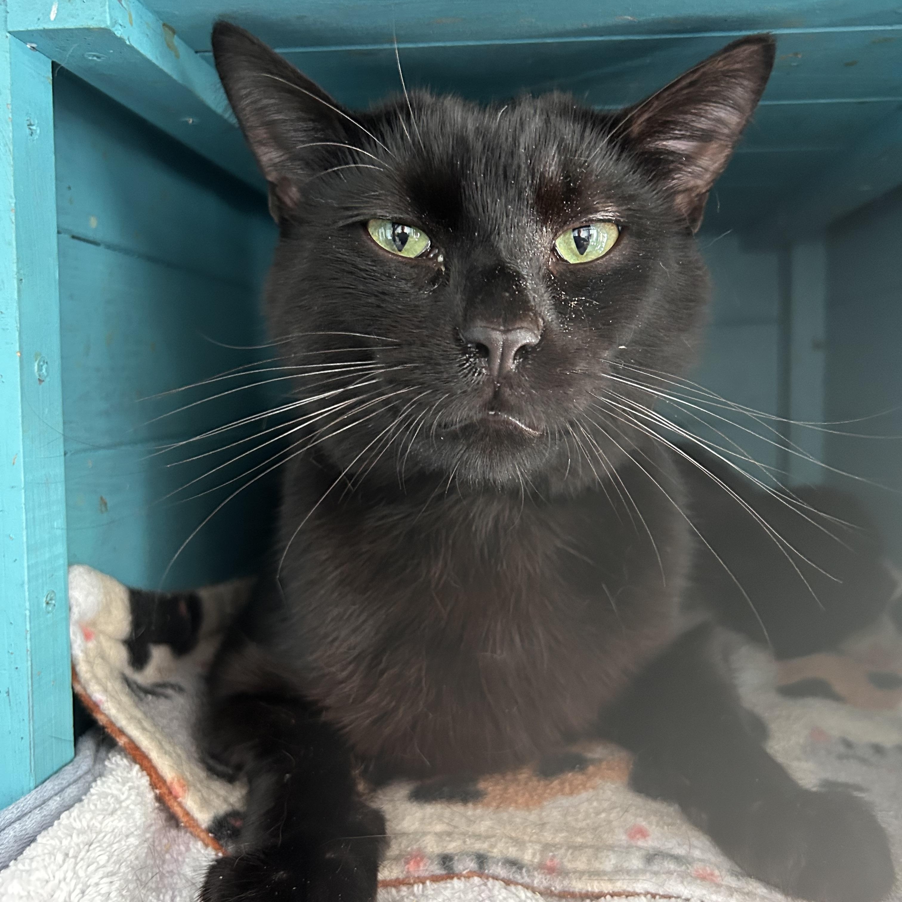 Enlarge Sherman, a ADOPTABLE Domestic Short Hair in Grand Rapids, MI image 5/6