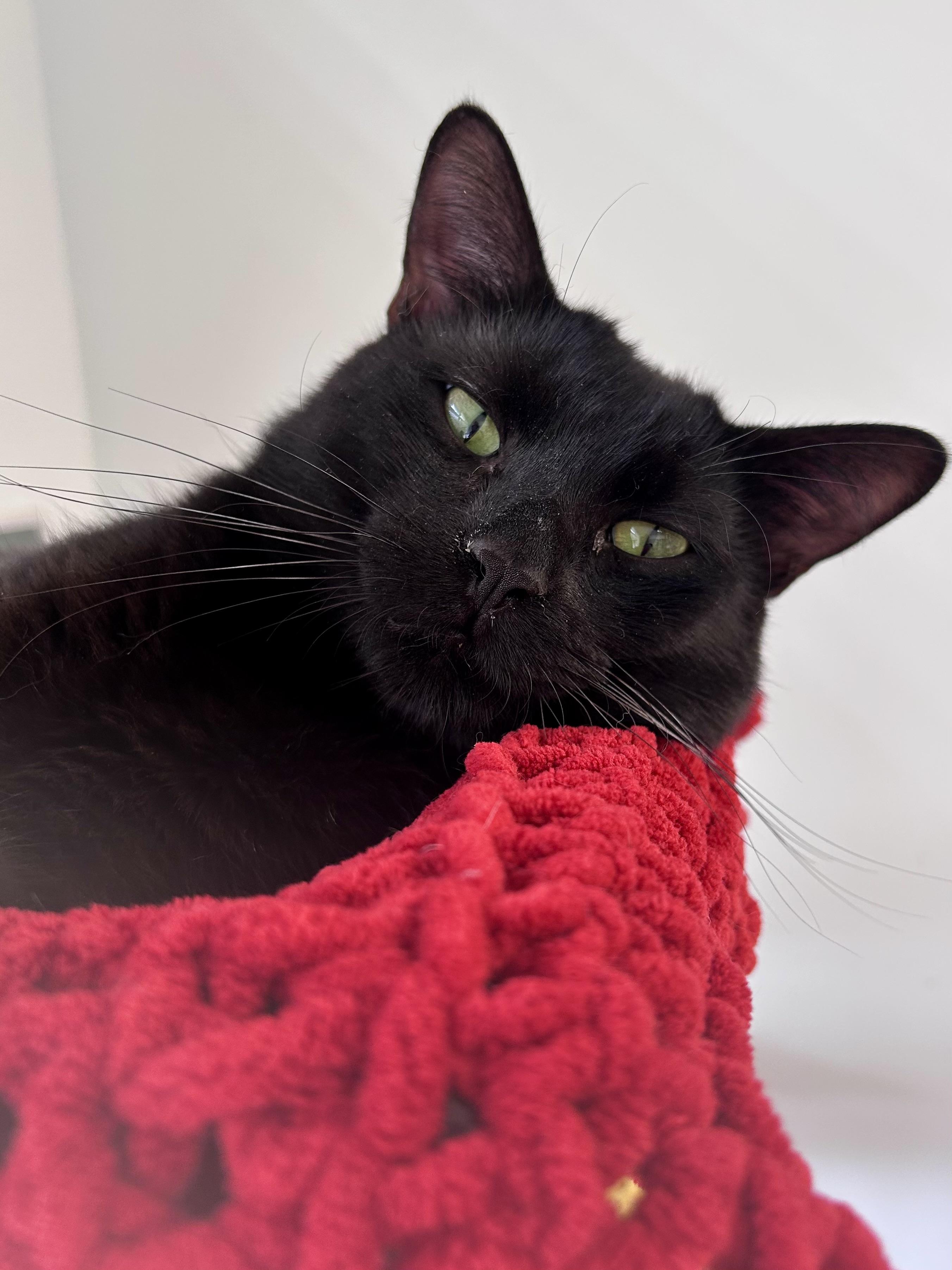 Enlarge Sherman, a ADOPTABLE Domestic Short Hair in Grand Rapids, MI image 1/6
